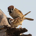 Moineau friquet