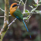 © Florent Lecourtier