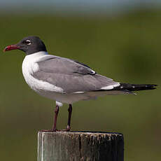 Mouette atricille