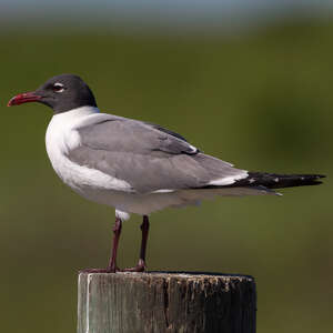 Mouette atricille