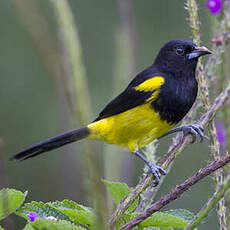 Oriole monacal