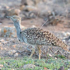 Outarde houbara