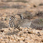 Outarde houbara