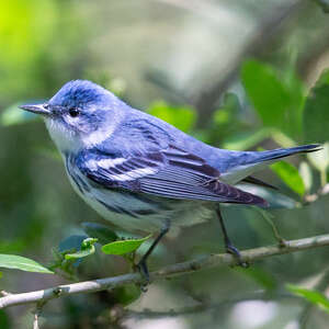 Paruline azurée