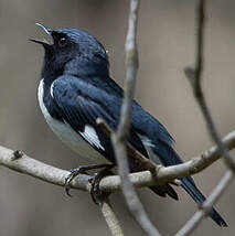 Paruline bleue