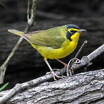 Paruline du Kentucky