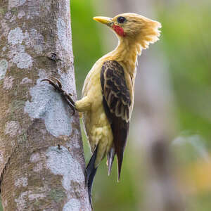 Pic jaune