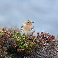 Pipit à gorge rousse