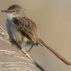 Prinia gracile