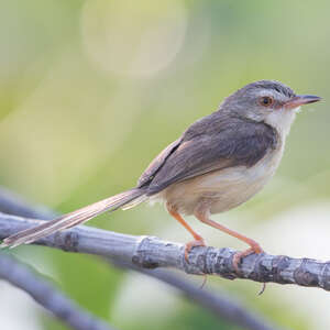 Prinia simple