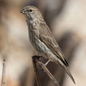 Serin du Yémen