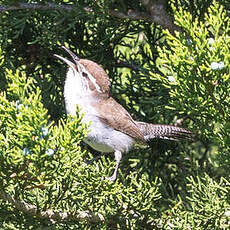 Troglodyte de Bewick