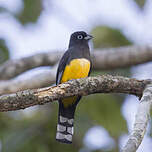 Trogon à tête noire