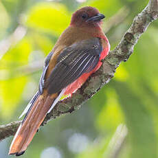 Trogon à tête rouge