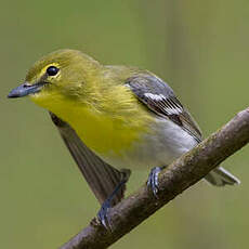 Viréo à gorge jaune