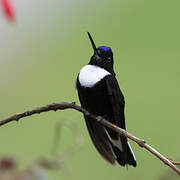 Collared Inca