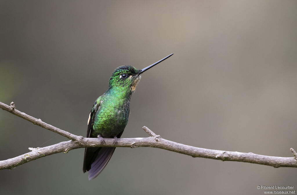 Buff-winged Starfrontlet female