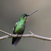 Buff-winged Starfrontlet