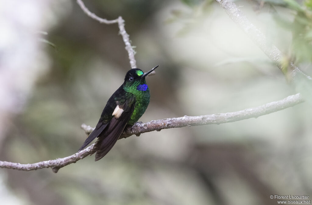 Buff-winged Starfrontlet male