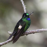 Buff-winged Starfrontlet