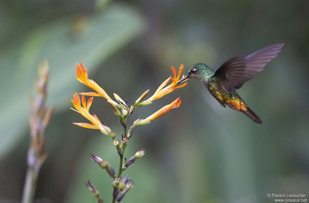 Golden-bellied Starfrontlet