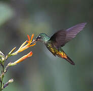 Golden-bellied Starfrontlet