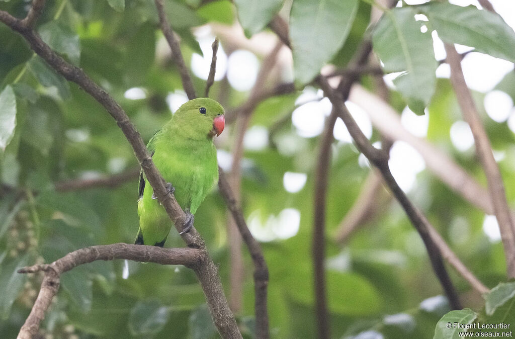 Black-winged Lovebird