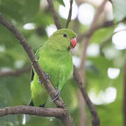 Black-winged Lovebird