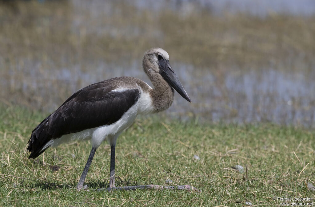 Jabiru d'Afriquejuvénile