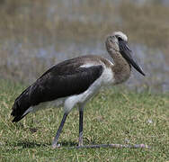 Saddle-billed Stork