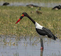 Saddle-billed Stork