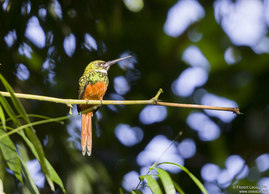 Jacamar à queue rousse mâle