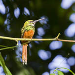 Jacamar à queue rousse