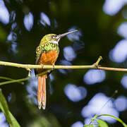 Rufous-tailed Jacamar