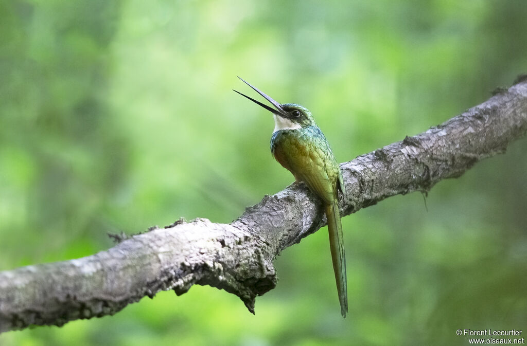 Rufous-tailed Jacamar male