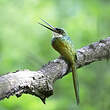 Jacamar à queue rousse