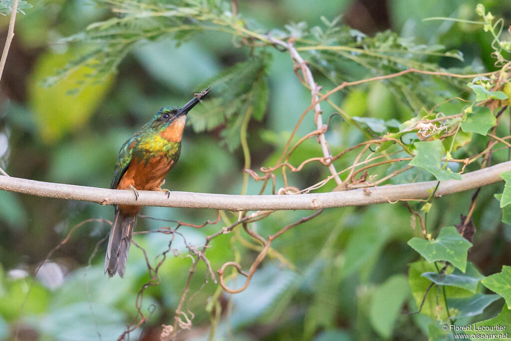 Jacamar vert femelle