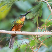 Green-tailed Jacamar