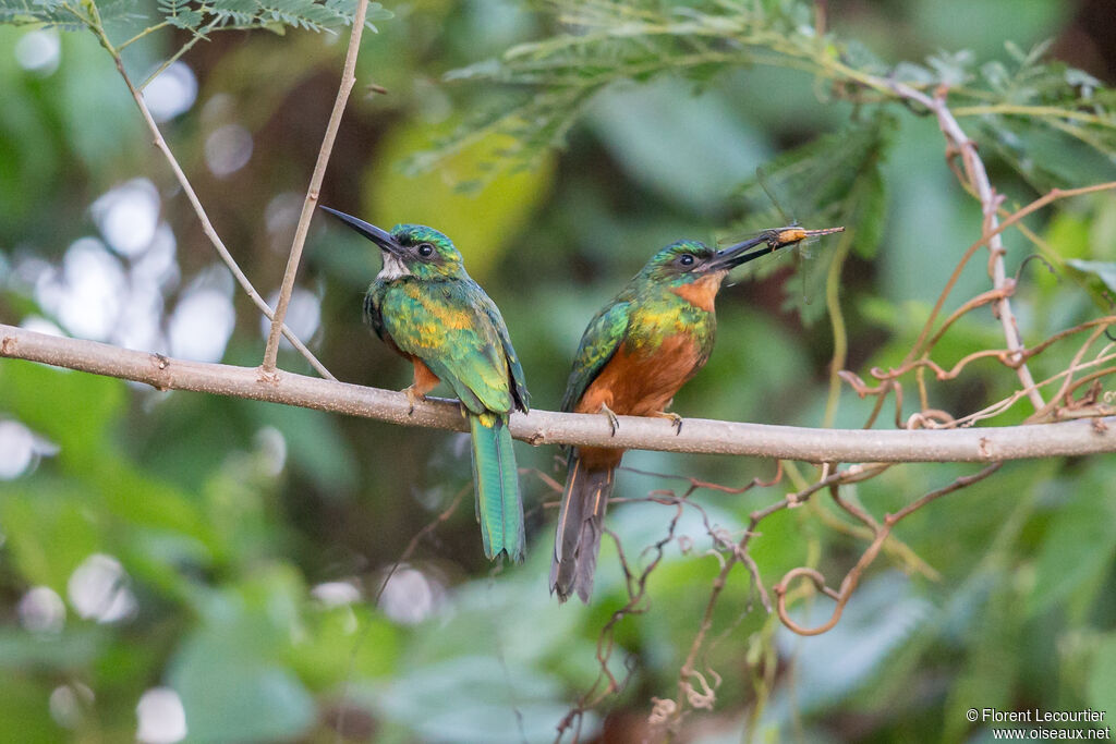 Jacamar vertadulte nuptial