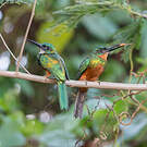 Jacamar vert