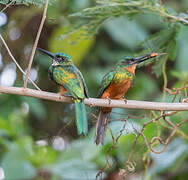 Green-tailed Jacamar