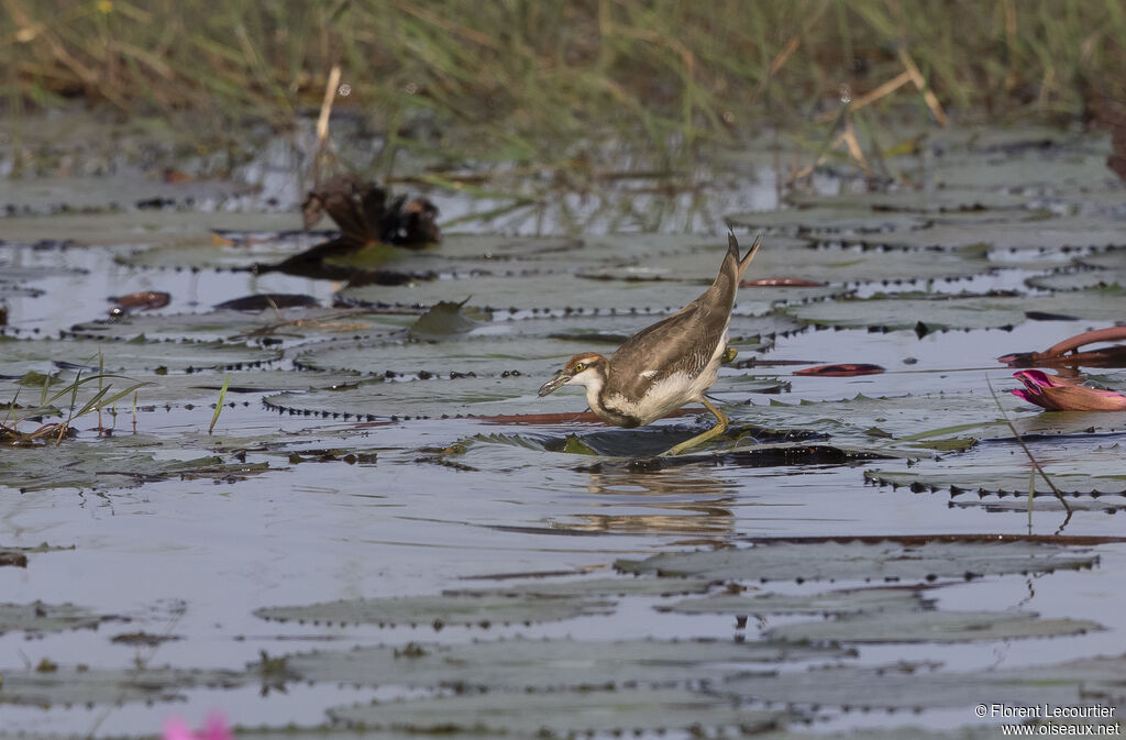 Pheasant-tailed Jacana