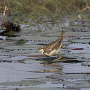 Pheasant-tailed Jacana