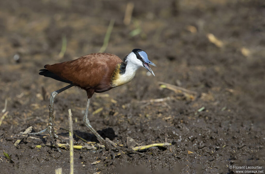 Jacana à poitrine dorée