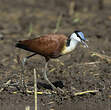 Jacana à poitrine dorée