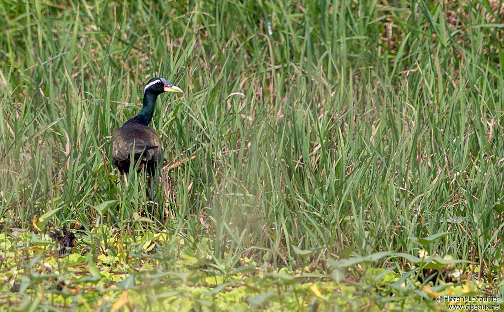 Bronze-winged Jacana