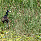 Jacana bronzé