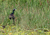 Jacana bronzé