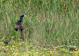 Bronze-winged Jacana