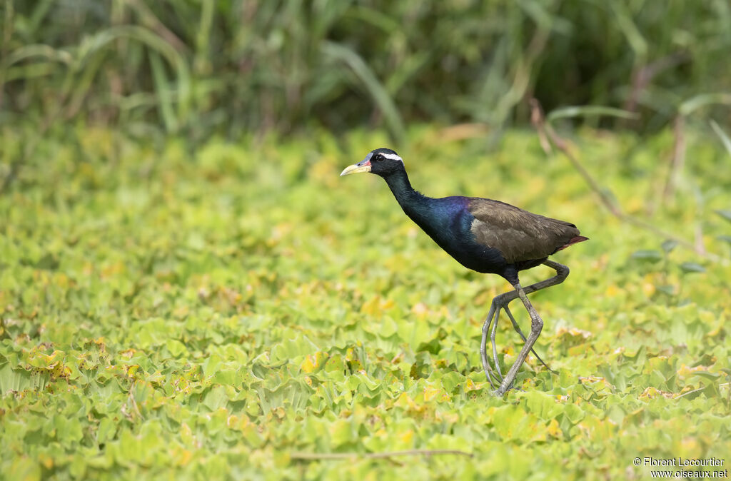 Jacana bronzé